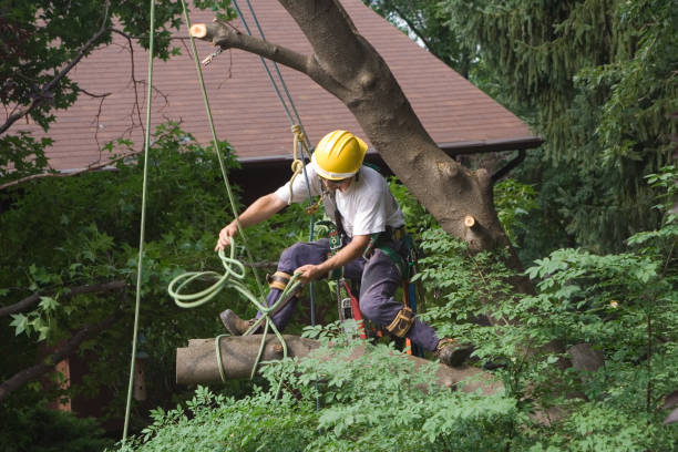 How Our Tree Care Process Works  in  Fort Leonard Wood, MO